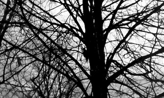 1920 X 1152 450.6 Kb    ...