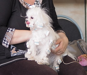 1638 X 1408 513.7 Kb 1920 X 1440 445.9 Kb 19-20 апреля третий семинар по хендлингу Ивановой Ларисы (Новая информация)