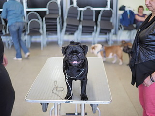 1920 X 1440 366.2 Kb 1638 X 1408 513.7 Kb 1920 X 1440 445.9 Kb 19-20 апреля третий семинар по хендлингу Ивановой Ларисы (Новая информация)