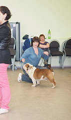 1723 X 2902 919.3 Kb 19-20 апреля третий семинар по хендлингу Ивановой Ларисы (Новая информация)