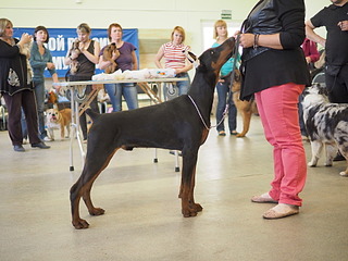 1920 X 1440 564.6 Kb 1723 X 2902 919.3 Kb 19-20 апреля третий семинар по хендлингу Ивановой Ларисы (Новая информация)