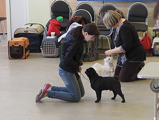 1920 X 1447 518.2 Kb 19-20 апреля третий семинар по хендлингу Ивановой Ларисы (Новая информация)