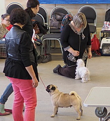 1920 X 2109 738.0 Kb 1920 X 1447 518.2 Kb 19-20 апреля третий семинар по хендлингу Ивановой Ларисы (Новая информация)