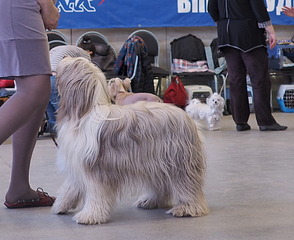 1920 X 1566 612.8 Kb 1920 X 2109 738.0 Kb 1920 X 1447 518.2 Kb 19-20 апреля третий семинар по хендлингу Ивановой Ларисы (Новая информация)