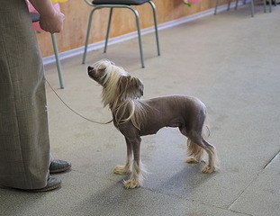 1920 X 1481 551.6 Kb 19-20 апреля третий семинар по хендлингу Ивановой Ларисы (Новая информация)