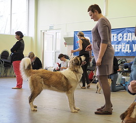 1920 X 1730 653.3 Kb 1920 X 1481 551.6 Kb 19-20 апреля третий семинар по хендлингу Ивановой Ларисы (Новая информация)