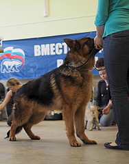 1920 X 2448 629.7 Kb 1920 X 1730 653.3 Kb 1920 X 1481 551.6 Kb 19-20 апреля третий семинар по хендлингу Ивановой Ларисы (Новая информация)