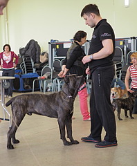 1920 X 2324 762.2 Kb 19-20 апреля третий семинар по хендлингу Ивановой Ларисы (Новая информация)