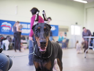 1920 X 1440 319.4 Kb 1920 X 1440 474.3 Kb 1920 X 2324 762.2 Kb 19-20 апреля третий семинар по хендлингу Ивановой Ларисы (Новая информация)