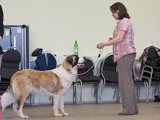 1920 X 1440 429.9 Kb 19-20 апреля третий семинар по хендлингу Ивановой Ларисы (Новая информация)