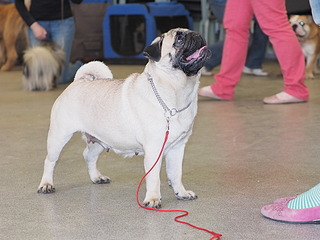 1920 X 1440 542.3 Kb 1920 X 1440 429.9 Kb 19-20 апреля третий семинар по хендлингу Ивановой Ларисы (Новая информация)