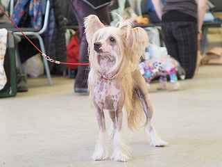 1920 X 1440 429.0 Kb 1920 X 1440 542.3 Kb 1920 X 1440 429.9 Kb 19-20 апреля третий семинар по хендлингу Ивановой Ларисы (Новая информация)