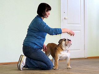 1920 X 1440 151.9 Kb 19-20 апреля третий семинар по хендлингу Ивановой Ларисы (Новая информация)