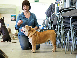 1920 X 1439 261.1 Kb 1920 X 1440 151.9 Kb 19-20 апреля третий семинар по хендлингу Ивановой Ларисы (Новая информация)