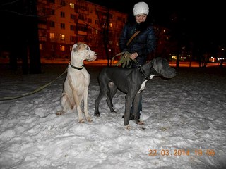 604 X 453  53.0 Kb 604 X 453  43.9 Kb Эрдельтерьеры и Немецкие доги в Ижевске.