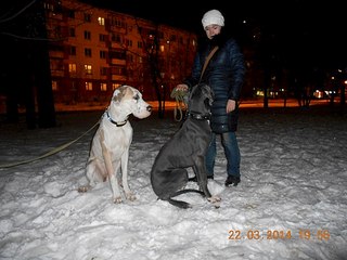 604 X 453  53.7 Kb 604 X 453  40.0 Kb 604 X 453  44.5 Kb 604 X 453  53.0 Kb 604 X 453  43.9 Kb Эрдельтерьеры и Немецкие доги в Ижевске.