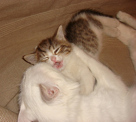 827 X 744 237.3 Kb ������������ ������ � ������� ������������� ����