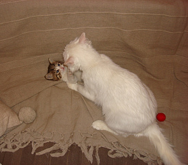 861 X 753 243.5 Kb 827 X 744 237.3 Kb ������������ ������ � ������� ������������� ����