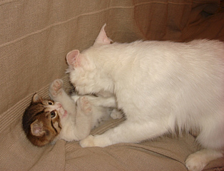 872 X 665 224.3 Kb 861 X 753 243.5 Kb 827 X 744 237.3 Kb ������������ ������ � ������� ������������� ����