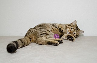1280 X 836 130.4 Kb Тигровый кот примет в дар теплый дом и любящих хозяев!