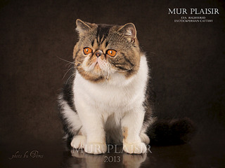 1920 X 1440 669.3 Kb      Mur Plaisir