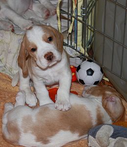 1446 X 1670 265.5 Kb 1920 X 1300 237.7 Kb -, !  'Prime Pride'