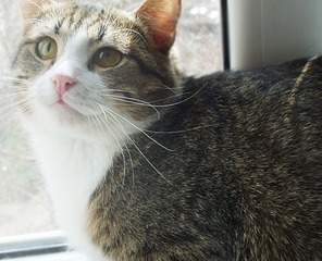 1156 X 936 866.9 Kb 1512 X 2138 253.2 Kb : -1, -2. -3