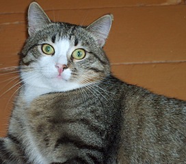 1266 X 1113 1009.1 Kb 1366 X 857 870.4 Kb : -1, -2. -3