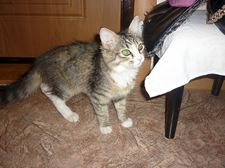 1920 X 1440 760.4 Kb 1920 X 1440 829.5 Kb Котенок Пуговка