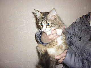 1920 X 1440 676.8 Kb Котенок Пуговка