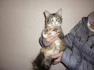 1920 X 1440 650.8 Kb 1920 X 1440 676.8 Kb Котенок Пуговка