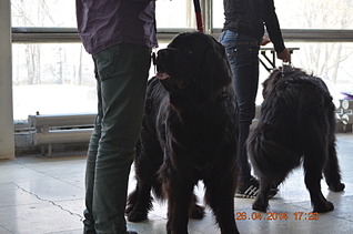 1920 X 1271 393.0 Kb 26 апреля 2014 года выставка собак, клуб 'Фауна' г. Ижевск