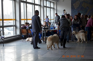 1920 X 1271 529.4 Kb 1920 X 1271 395.4 Kb 26 апреля 2014 года выставка собак, клуб 'Фауна' г. Ижевск