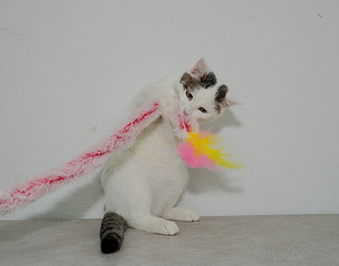 1920 X 1502 438.6 Kb 1920 X 1517 458.5 Kb 1920 X 1671 486.5 Kb    