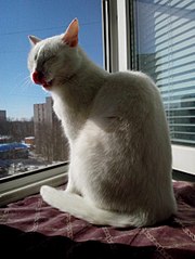 453 X 604 49.5 Kb 1920 X 2353 601.3 Kb 1207 X 2410 152.6 Kb     