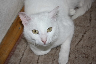 1920 X 1280 364.7 Kb 1920 X 742 250.2 Kb     