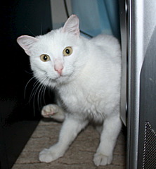 1813 X 1958 188.9 Kb 1920 X 1280 330.6 Kb 1920 X 1280 364.7 Kb 1920 X 742 250.2 Kb     