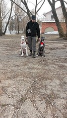 1836 X 3264   1.1 Mb Эрдельтерьеры и Немецкие доги в Ижевске.
