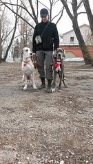 1836 X 3264   1.0 Mb 1836 X 3264   1.0 Mb 1836 X 3264   1.1 Mb Эрдельтерьеры и Немецкие доги в Ижевске.
