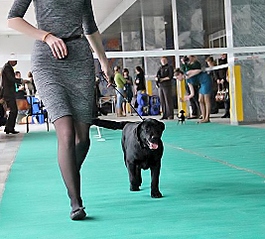 533 X 482 184.9 Kb 26 апреля 2014 года выставка собак, клуб 'Фауна' г. Ижевск