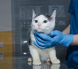 604 X 537 55.7 Kb Кошки в стационаре Ветсервиса. Нужна материальная помощь!
