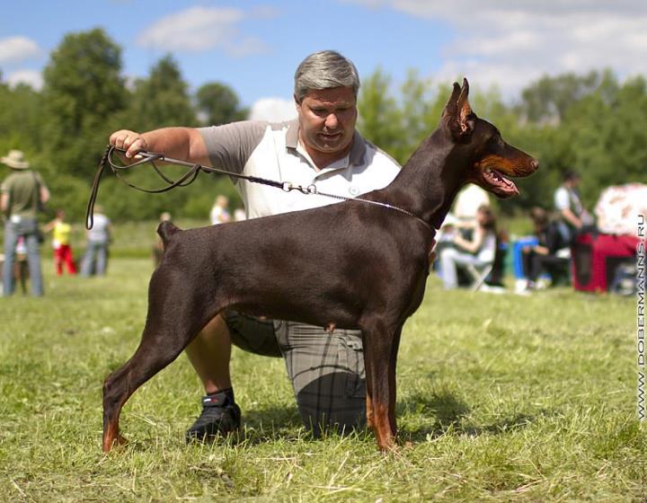 720 x 560 Его Величество ДОБЕРМАН.