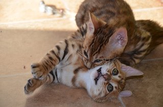 604 X 400 38.6 Kb Бенгальская порода