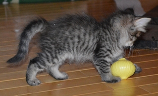 1024 X 619 426.6 Kb 1024 X 681 404.4 Kb 768 X 888 450.2 Kb       