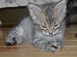 1024 X 760 508.0 Kb 961 X 768 447.9 Kb       