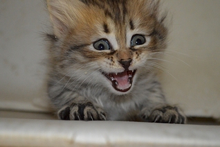 1024 X 681 370.4 Kb 1920 X 1276 454.6 Kb 1024 X 760 508.0 Kb 961 X 768 447.9 Kb       