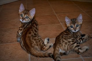 604 X 400  41.8 Kb 604 X 400  41.3 Kb  