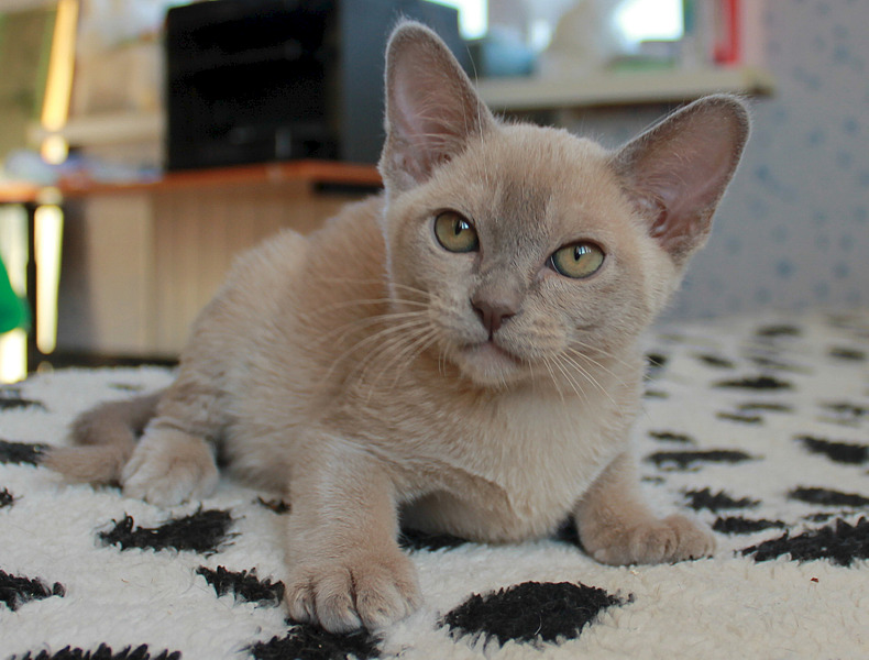 1920 X 1457 486.8 Kb 1920 X 1193 436.1 Kb ��������� ������� ���������� ������.