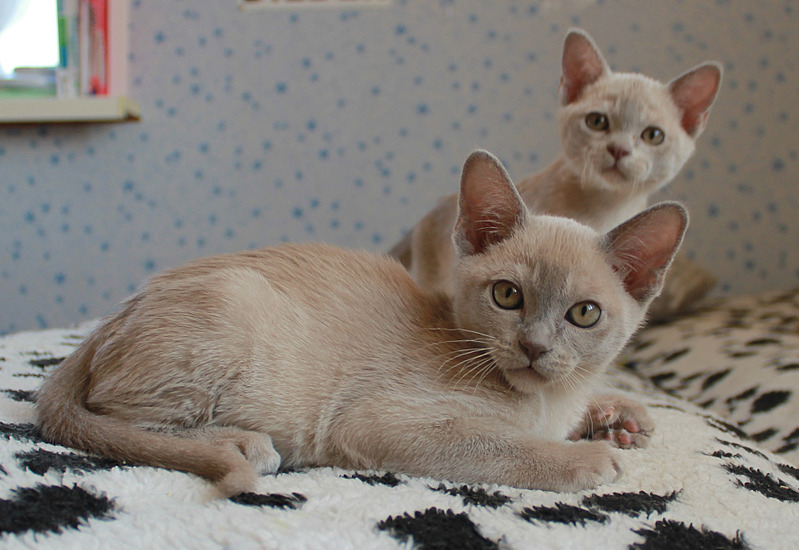 1920 X 1321 480.0 Kb 1920 X 1457 486.8 Kb 1920 X 1193 436.1 Kb ��������� ������� ���������� ������.