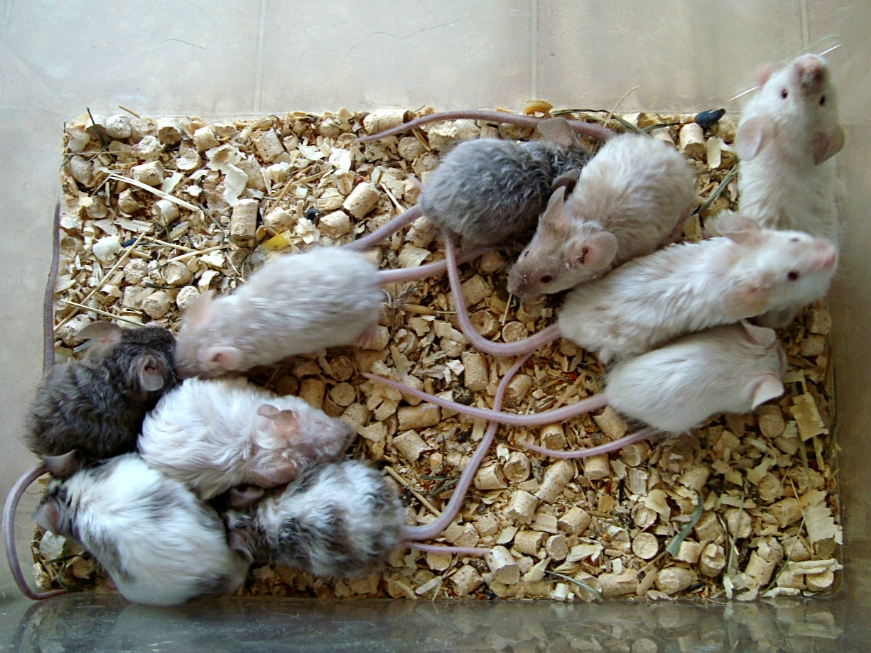 Кудрявые мышки фото